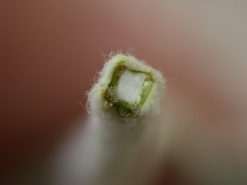 Marrubium incanum
